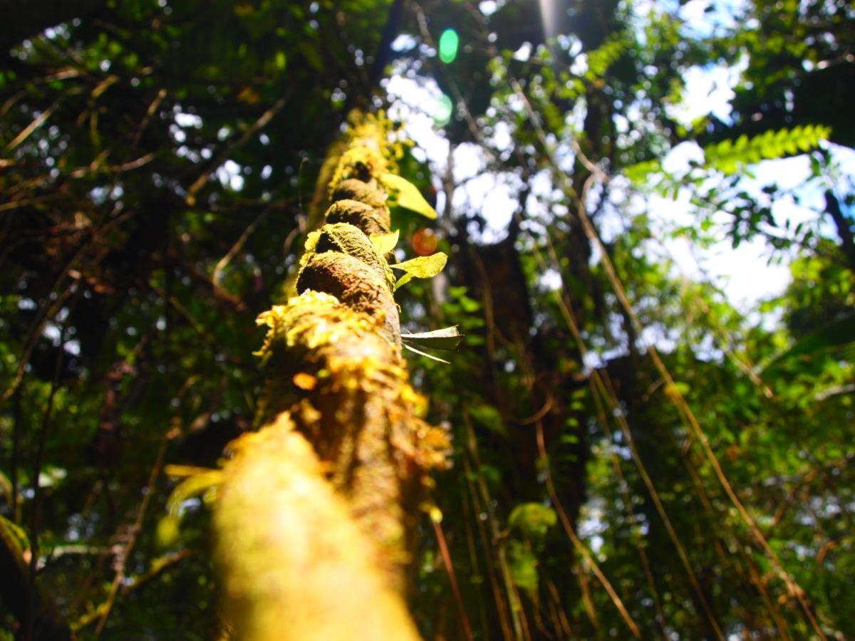 Вілла Casa En Santuario Natural En La Amazonia Veracruz  Екстер'єр фото